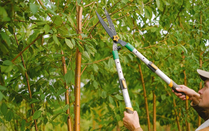 Tree trimming in Locust Gap, PA