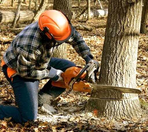 Tree Removal in Locust Gap, PA